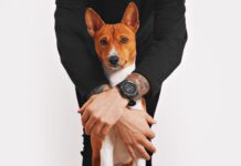 Kodėl gyvūnai namuose renkasi vieną konkretų žmogų Gyvūnai renkasiviena konkretų žmogų.