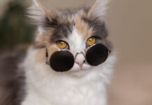 TOP 5 požymiai, kad katė yra labai inteligentiška Inteligentiška katė. Kačiukas su akiniais.