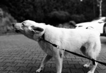 Kada šunys tampa agresyvūs — ir kaip suprasti iš anksto Kada šunys tampa agresyvus. Agresyvus šuo.