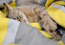 Kaip gyvūnai bendrauja be garso? jų slaptos komunikacijos formos Kaip gyvūnai bendrauja be garso. Katė lovoje.