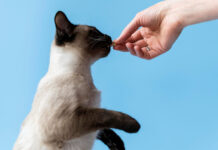 Kaip paduoti katei tabletę: veterinarų būdai be dramos Kaip paduoti katei tabletę. Šeimininkas duoda katei tabletę.