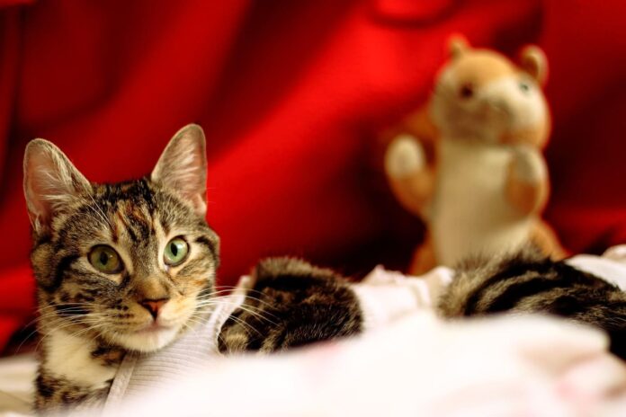 kodel-augintiniai-labiau-megsta-dovanu-pakuotes-katė Kodėl augintiniai labiau mėgsta dovanų pakuotes.