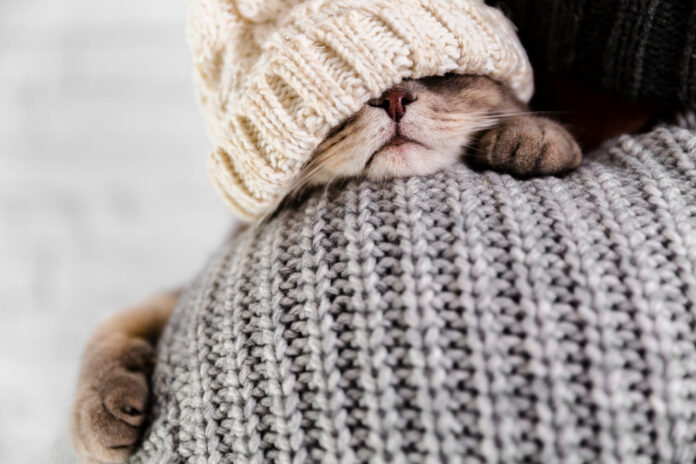 kodel-kates-ziema-miega-daugiau Kodėl katės žiemą miega daugiau. Katė miega ant šeimininkės peties.