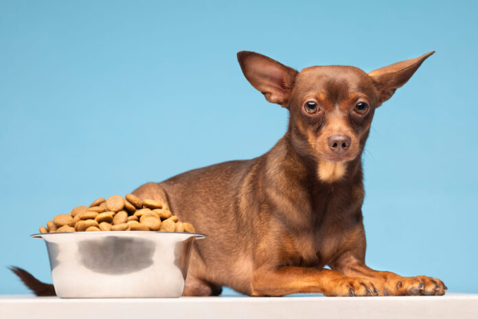 naminiai-sausainiai-sunims Naminiai sausainiai šunims. Šuo valgo sausainius.