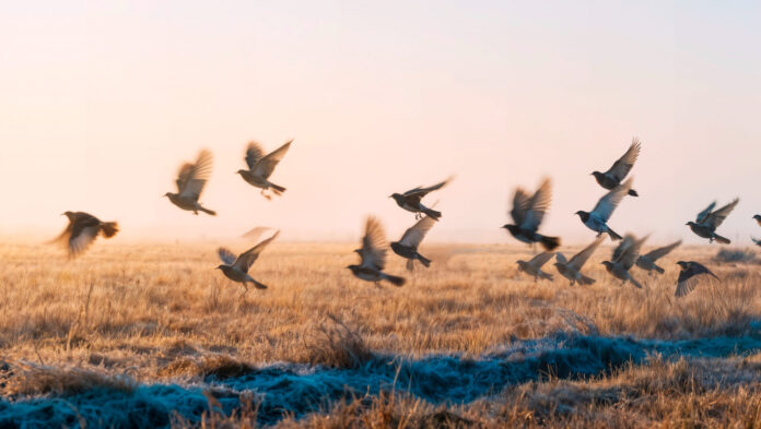 pauksciai-nebeisskrenda-ziemoti Paukščiai nebeišskrenda žiemoti. Paukščiai vėluoją skristi žiemoti.