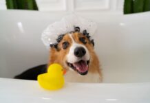 Niežulys, pleiskanos, kvapas – dažnos šuns kailio ligų priežastys Šuns kailio ligų priežastys.