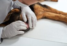 Šunų ir šuniukų nukirminimas: grafikas ir rekomendacijos Šunų ir šuniukų nukirminimas. Bandymas duoti tabletę.