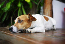 Šuo bijo fejerverkų – ką daryti, kad jam būtų ramiau Šuo bijo fejerverku. Šuo guli bijodamas fejerverkų.