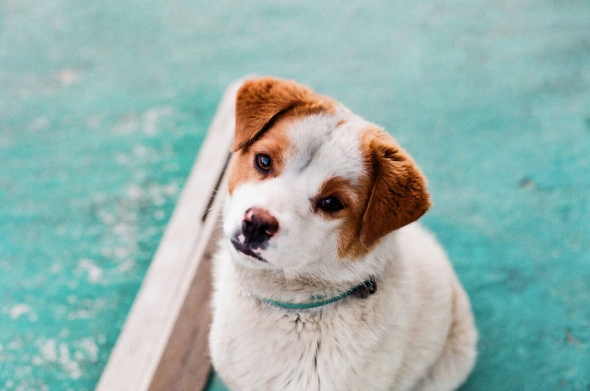 Šuo dažnai šlapinasi. Dažnas šlapinimasis pats savaime dar nėra diagnozė.