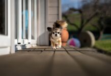 Šuo staiga bijo išeiti į lauką: kas nutiko ir kaip padėti Šuo staiga bijo išeiti į lauką.