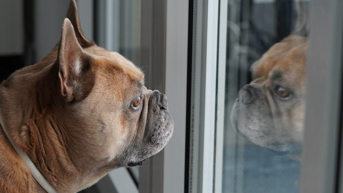 Šuo taps ramesnis namuose. Šuo nemoka būti vienas namuose, todėl stebi savo šeimininkus.