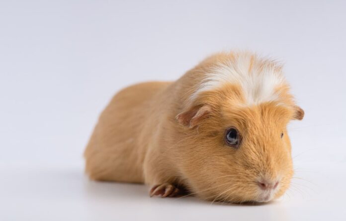 ziurkeno-prieziura Žiurkėno priežiūra.