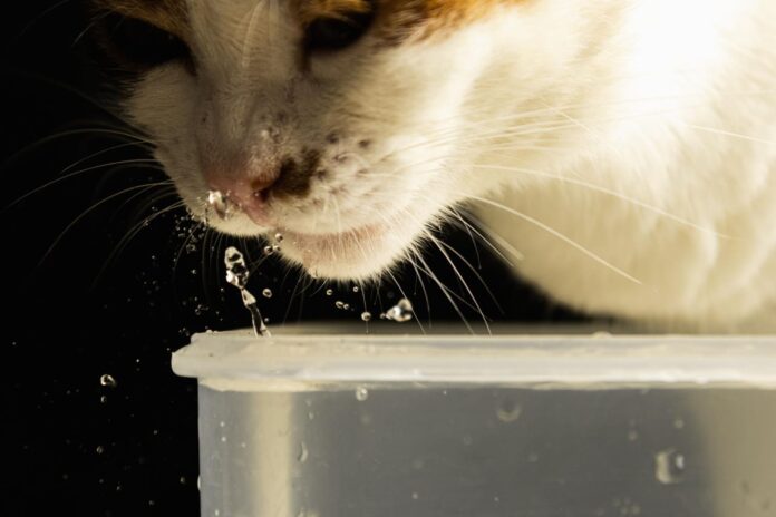 ar-jusu-kate-geria-pakankamai-vandens Ar jūsų katė geria pakankamai vandens. Katė geria vandenį iš dubenėlio.