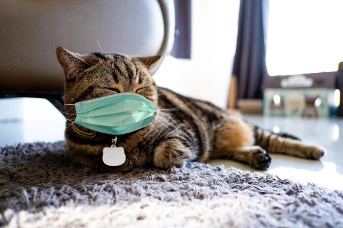 astma-katėms Astma katėms.