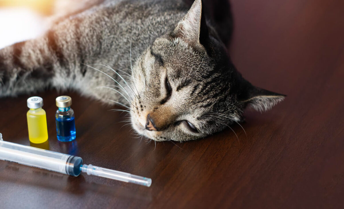 Astma katėms. Katė guli su vakcinomis.