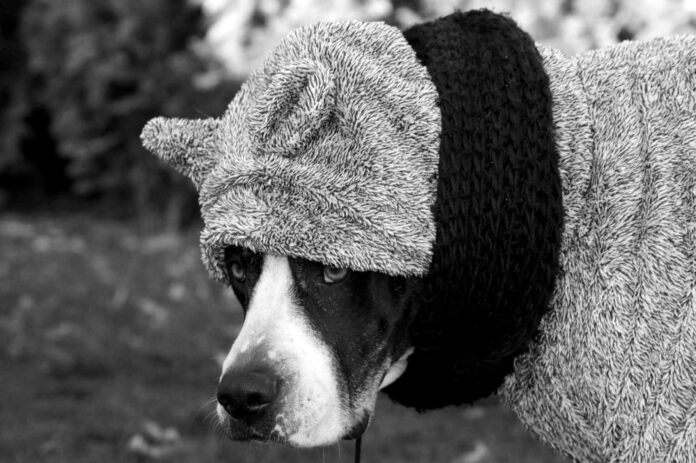 astma-sunims Astma šunims.