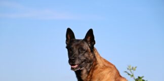 Belgų aviganio auklėjimas ir dresūra: svarbiausi patarimai Belgų aviganio auklėjimas ir dresūra.