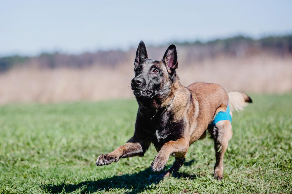 Belgų aviganio auklėjimas ir dresūra. Per didelis spaudimas kenkia auklėjimui.