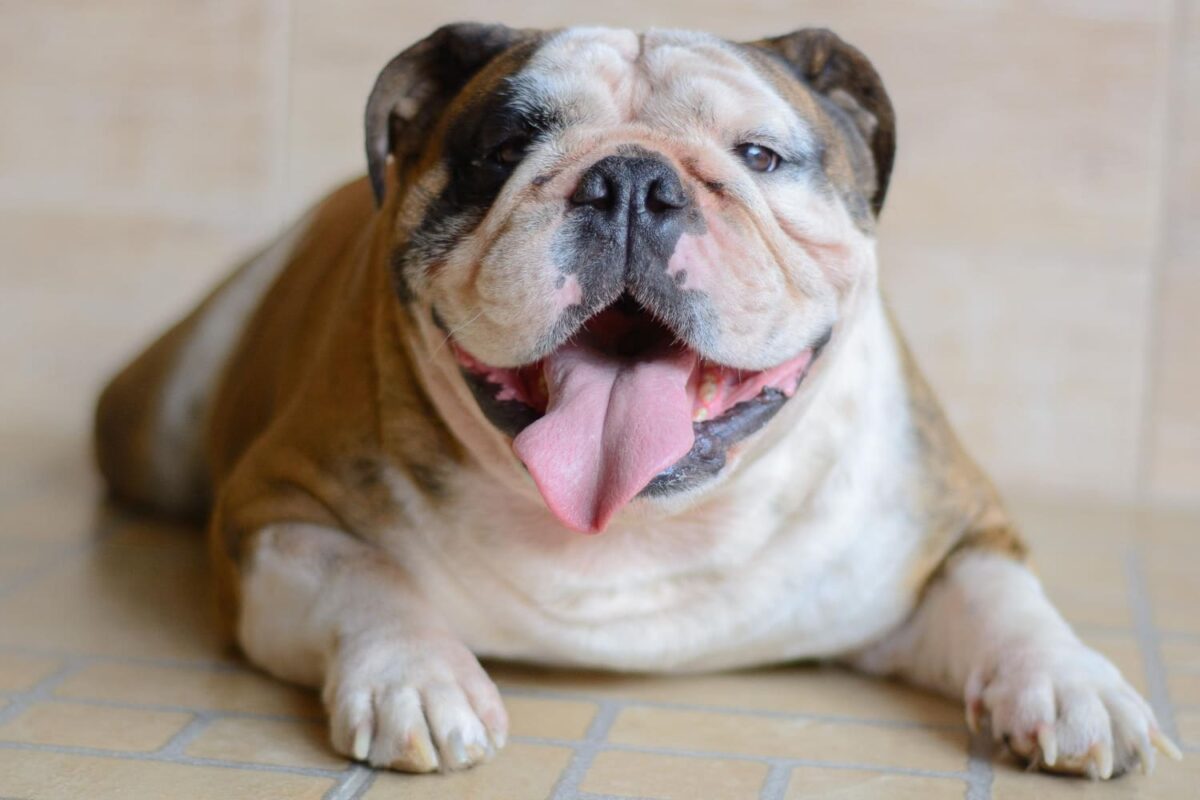 Dažna klaida šeriant šunis. Šuo su viršsvoriu.