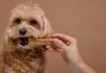 Geriausi kramtalai šunims: kaip pasirinkti saugų ir naudingą variantą Geriausi kramtalai šunims.