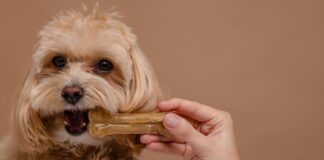 Geriausi kramtalai šunims: kaip pasirinkti saugų ir naudingą variantą Geriausi kramtalai šunims.