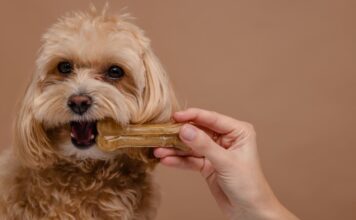 Geriausi kramtalai šunims: kaip pasirinkti saugų ir naudingą variantą Geriausi kramtalai šunims.