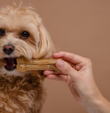 Geriausi kramtalai šunims: kaip pasirinkti saugų ir naudingą variantą Geriausi kramtalai šunims.