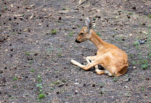 Ką daryti radus sužeistą stirną Ką daryti radus sužeista stirną.