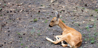 Ką daryti radus sužeistą stirną Ką daryti radus sužeista stirną.