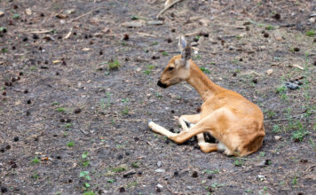 Ką daryti radus sužeistą stirną Ką daryti radus sužeista stirną.