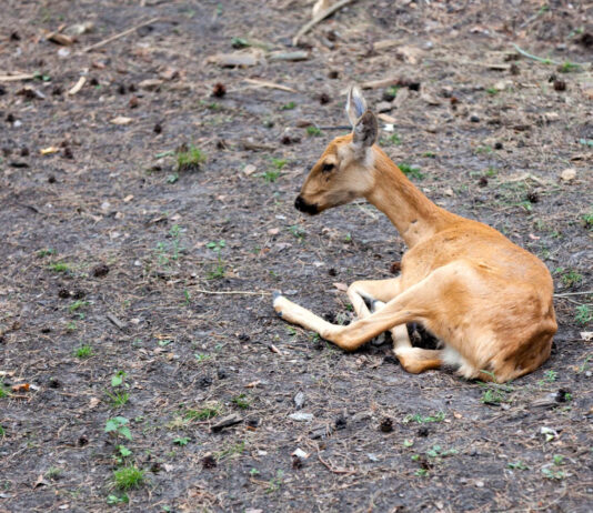 Ką daryti radus sužeistą stirną Ką daryti radus sužeista stirną.