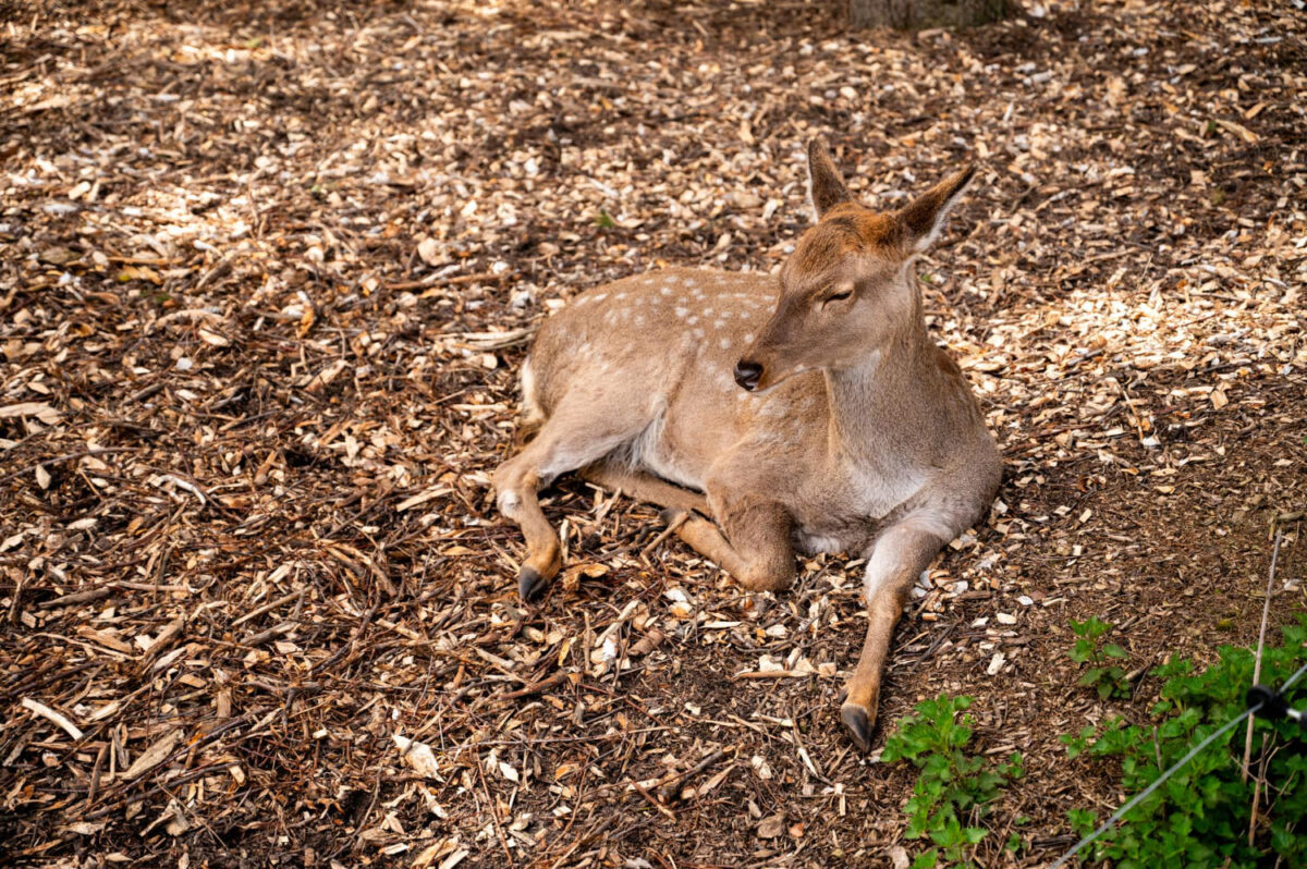 Ką daryti radus sužeista stirną. Viena gulinti stirna.