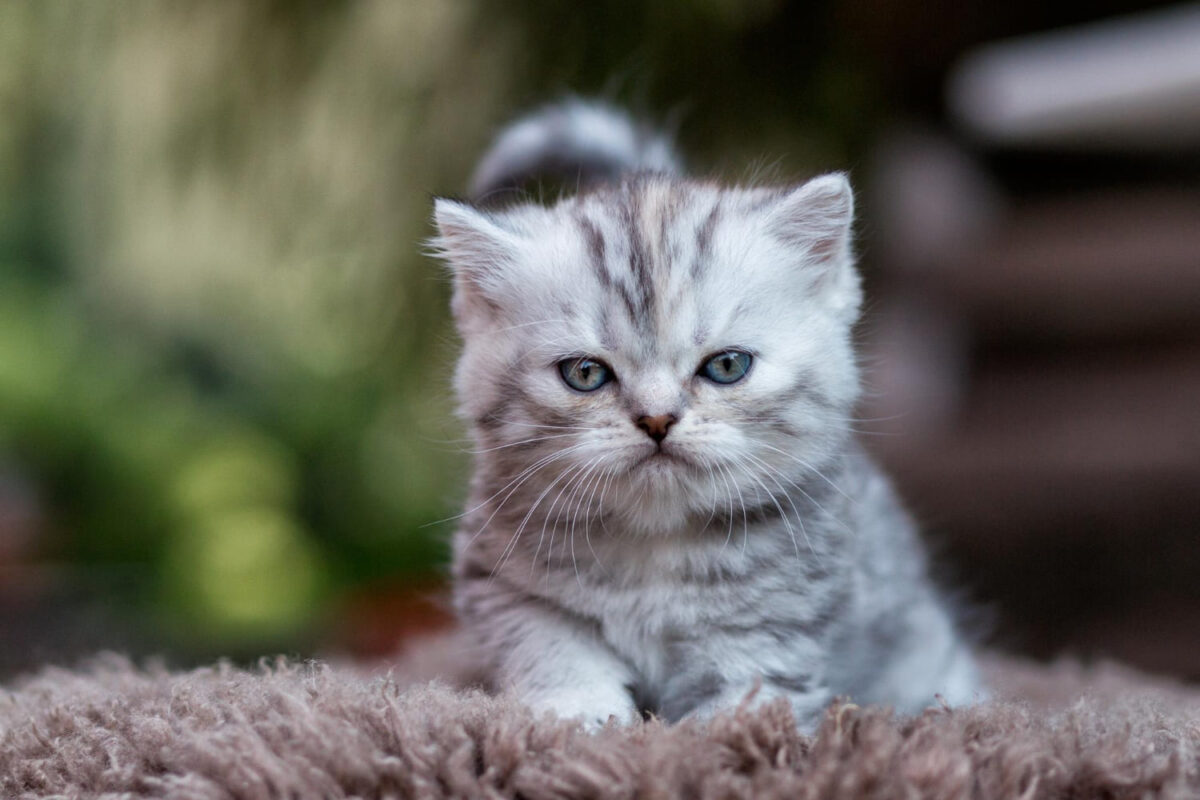 Kačiukų ligos. Kačiukas stebi kameros objektyvą.