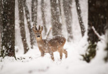 Žiemos pabaigos ženklas miškuose: kada stirnos meta ragus Kada stirnos meta ragus.