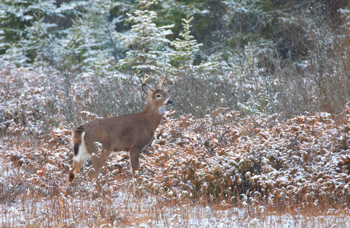 Kada stirnos meta ragus. Stirna miške.