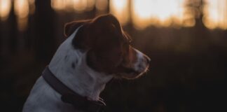 Kaip gyvūnai orientuojasi tamsoje Kaip gyvūnai orientuojasi gamtoje.