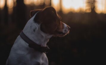 Kaip gyvūnai orientuojasi tamsoje Kaip gyvūnai orientuojasi gamtoje.