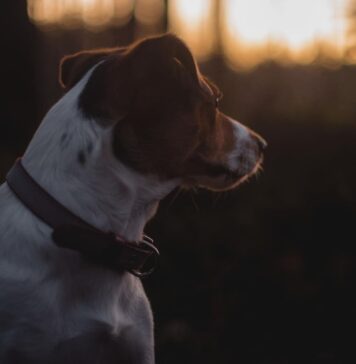 Kaip gyvūnai orientuojasi tamsoje Kaip gyvūnai orientuojasi gamtoje.