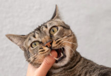 Kaip išspręsti kačių elgesio problemas: nuo agresijos iki kraiko dėžės bėdų Kaip išspręsti kačių elgėsio problemas.