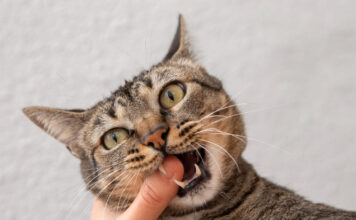 Kaip išspręsti kačių elgesio problemas: nuo agresijos iki kraiko dėžės bėdų Kaip išspręsti kačių elgėsio problemas.