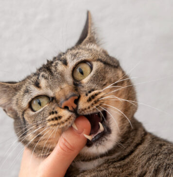 Kaip išspręsti kačių elgesio problemas: nuo agresijos iki kraiko dėžės bėdų Kaip išspręsti kačių elgėsio problemas.