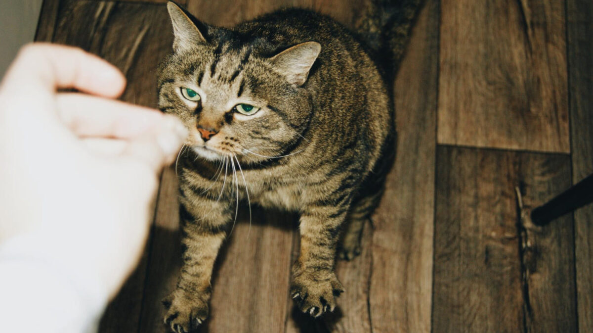 Kaip išspręsti kačių elgėsio problemas. U-speista katė.