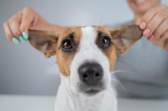 kaip-isvalyti-suns-ausis Kaip išvalyti šuns ausis.