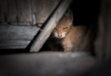 Ar galima prijaukinti laukinę katę? Kaip tai padaryti? Kaip prijaukinti laukinę katę.