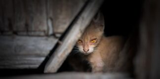 Ar galima prijaukinti laukinę katę? Kaip tai padaryti? Kaip prijaukinti laukinę katę.