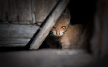 Ar galima prijaukinti laukinę katę? Kaip tai padaryti? Kaip prijaukinti laukinę katę.