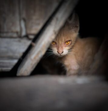 Ar galima prijaukinti laukinę katę? Kaip tai padaryti? Kaip prijaukinti laukinę katę.