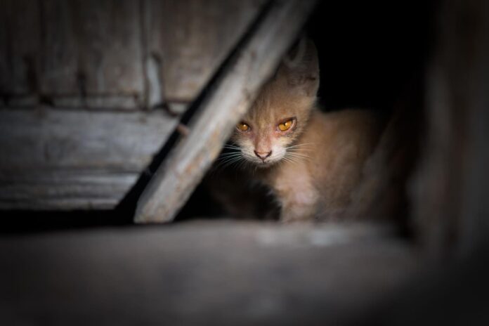 kaip-prijaukinti-laukine-kate Kaip prijaukinti laukinę katę.