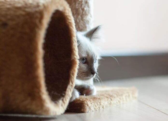 kaip-sukurti-katei-saugius-namus Kaip sukurti katei saugius namus.