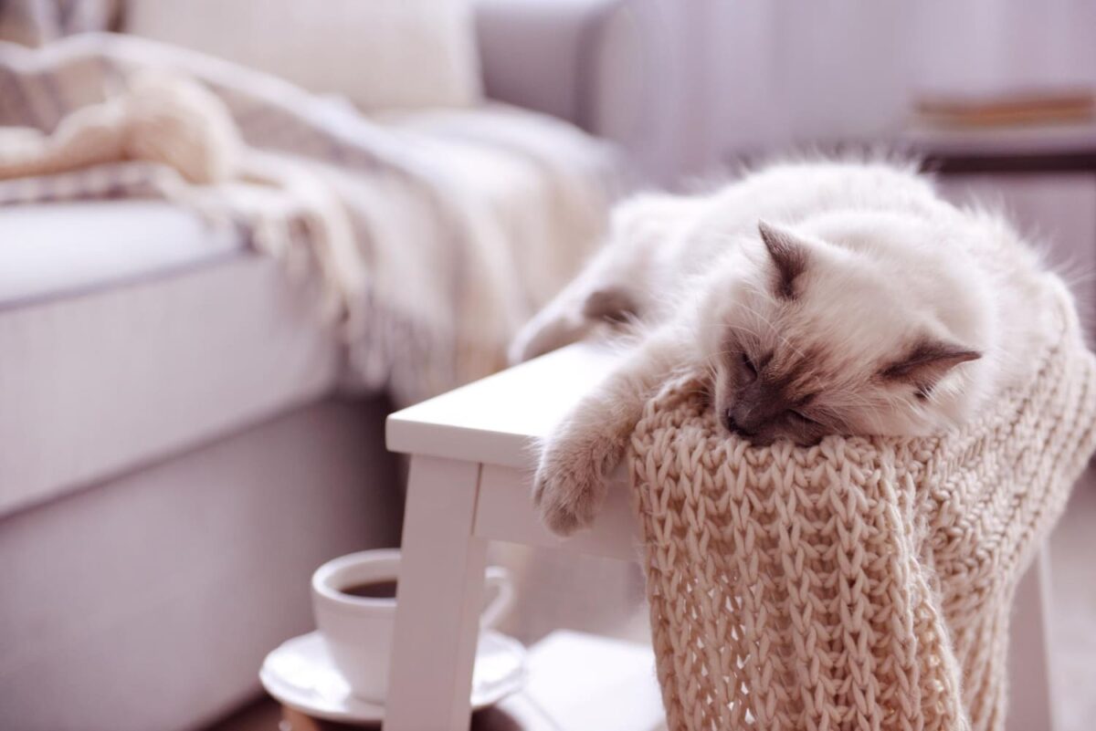 Kaip sukurti katei saugius namus. Katė miega.